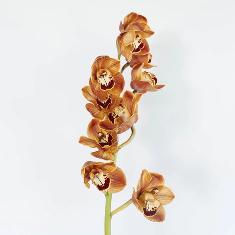 Cymbidium Orchids Bronze Tiger Stem - Image