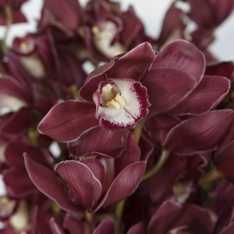 Cymbidium Orchids Burgundy Close Up - Image