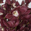 Cymbidium Orchids Burgundy