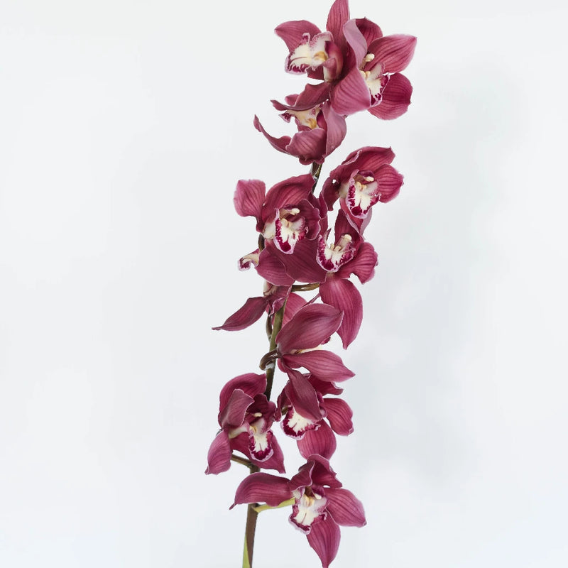 Cymbidium Orchids Burgundy Stem - Image