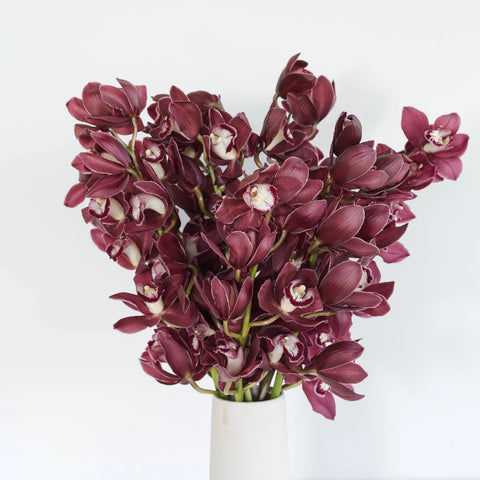 Cymbidium Orchids Burgundy Vase - Image