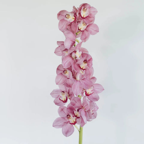 Cymbidium Orchids Hot Pink Stem - Image