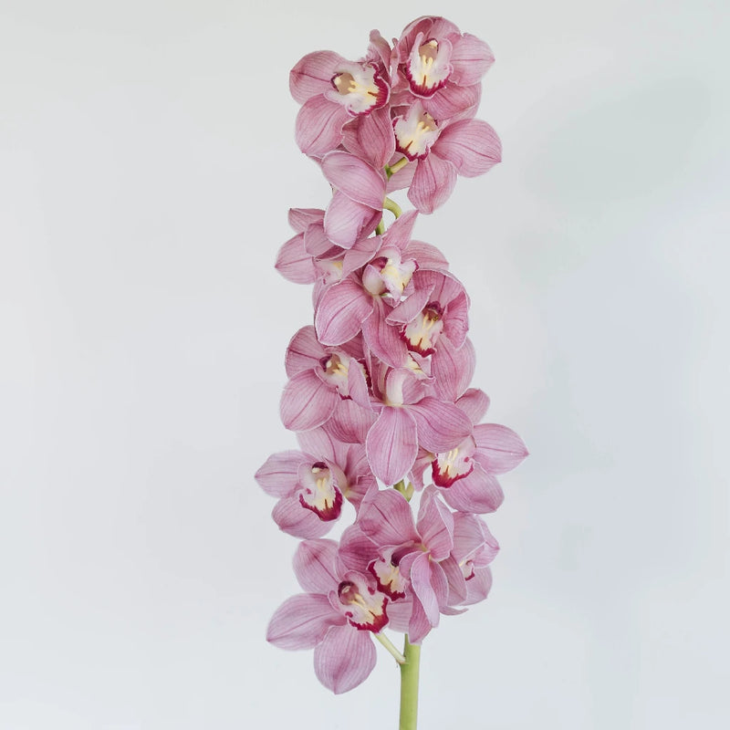 Cymbidium Orchids Hot Pink Stem - Image