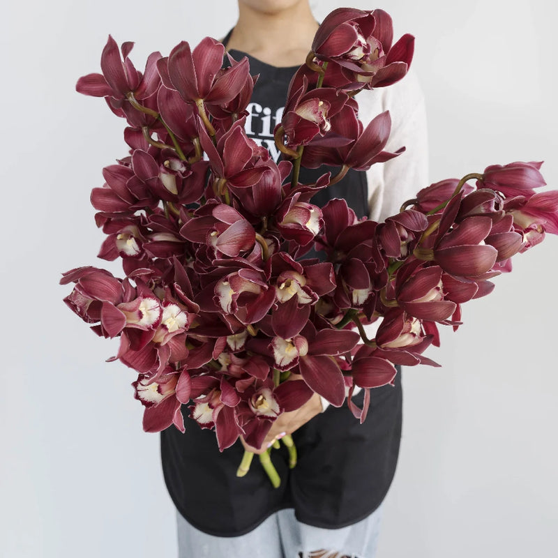 Cymbidium Orchids Merlot Pink Apron - Image