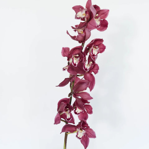 Cymbidium Orchids Merlot Pink Stem - Image
