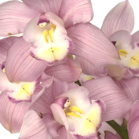 Cymbidium Orchids Pink Bulk Flower Close Up - Image