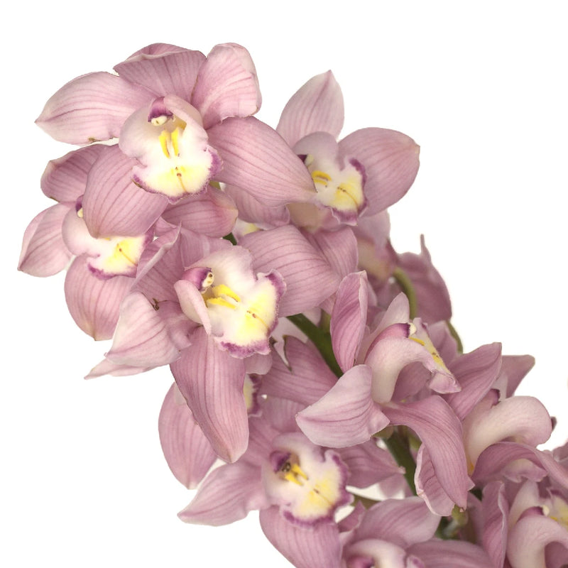 Cymbidium Orchids Pink Bulk Flower Stem - Image