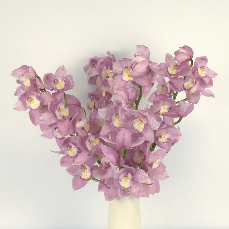 Cymbidium Orchids Pink Bulk Flower Vase - Image