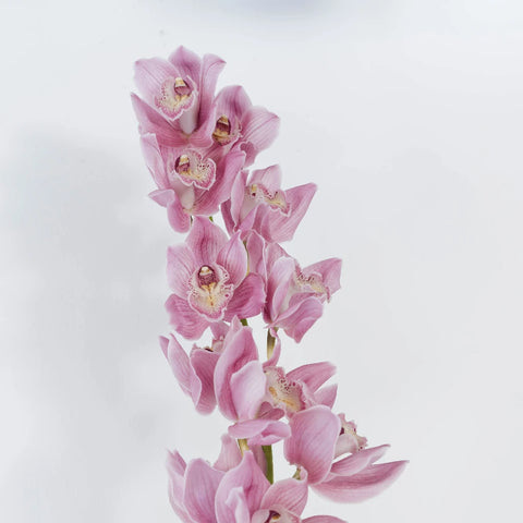 Cymbidium Orchids Pinky Lavender Flower Stem - Image