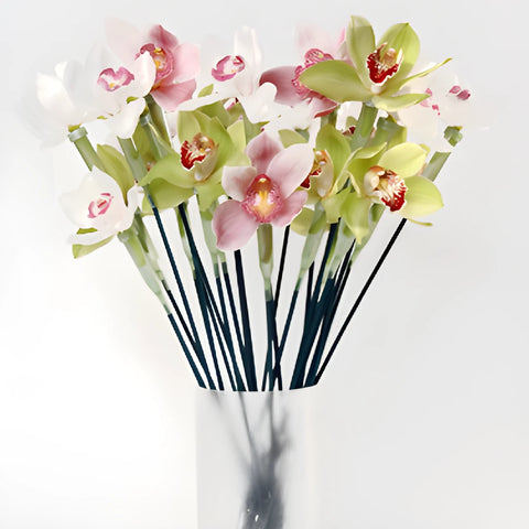 Cymbidium Orchid Blooms on a Stick
