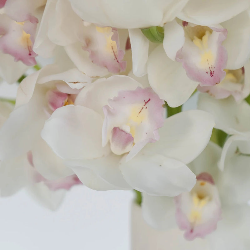 Cymbidium Orchids White And Pink Close Up - Image