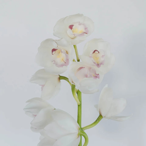 Cymbidium Orchids White And Pink Stem - Image