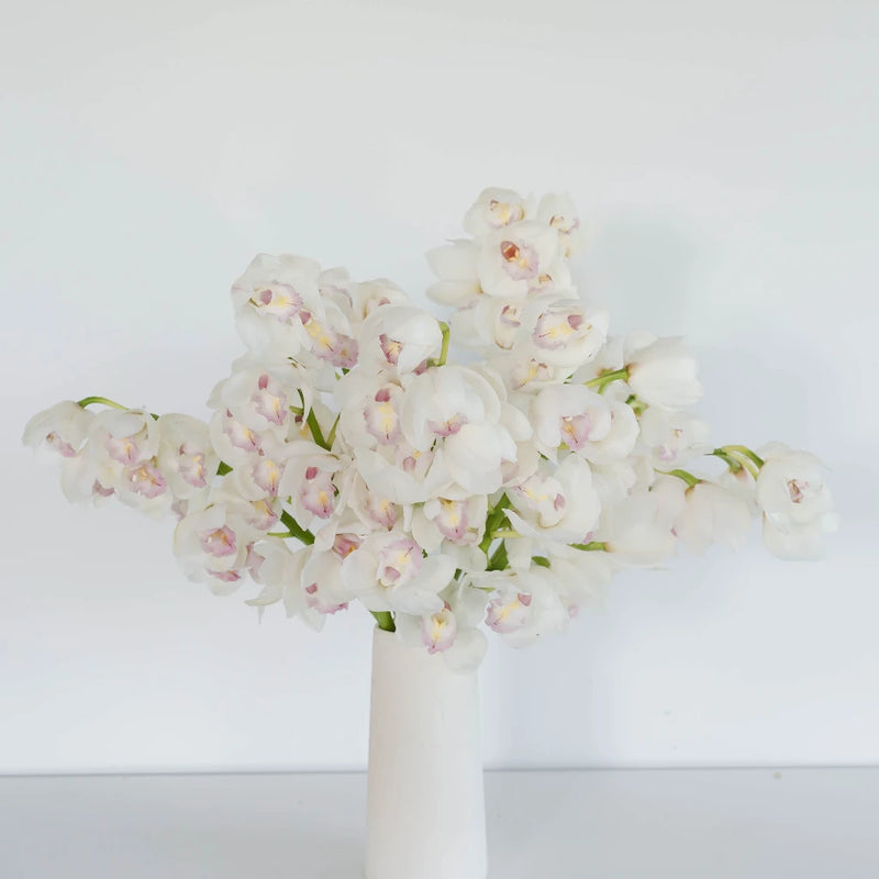 Cymbidium Orchids White And Pink Vase - Image