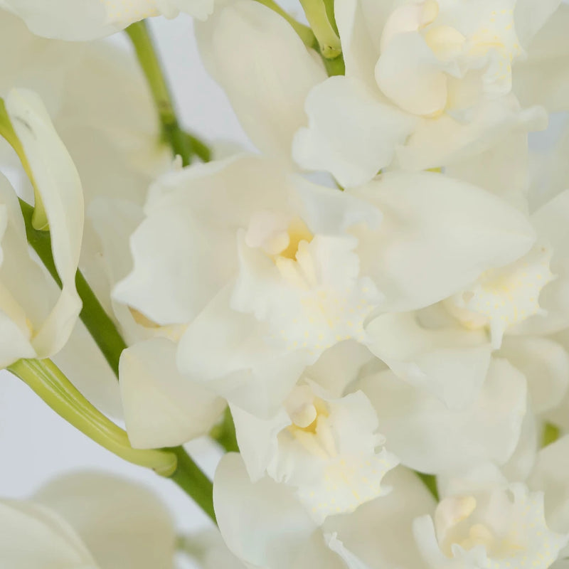 Cymbidium Orchids White And Yellow Close Up - Image