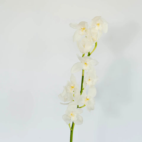 Cymbidium Orchids White And Yellow Stem - Image