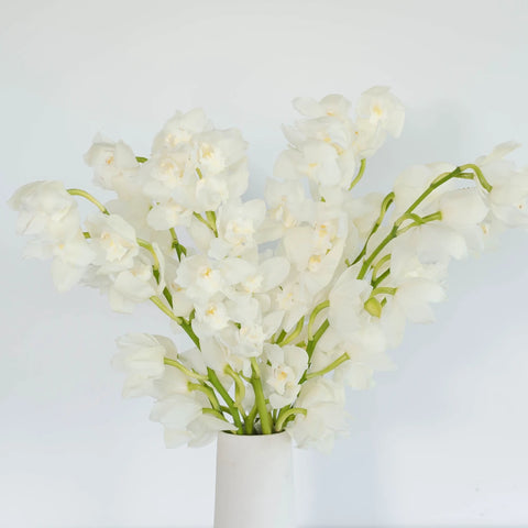 Cymbidium Orchids White And Yellow Vase - Image
