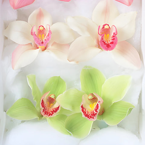 Cymbidium Orchid Tubed Blooms