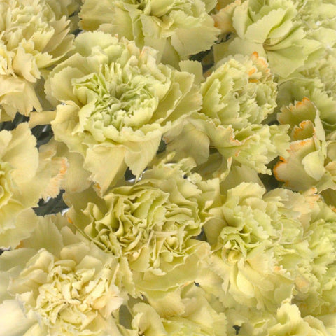 Czestochowa Close Up - Image