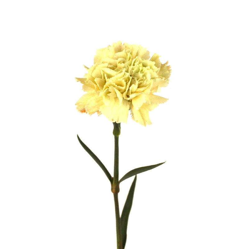 Czestochowa Stem - Image