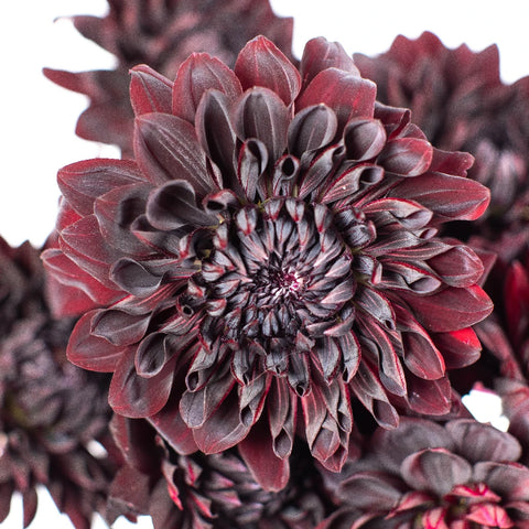 Dahlia Burgundy Black Flower Close Up - Image