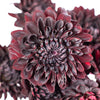 Dahlia Burgundy Black Flower