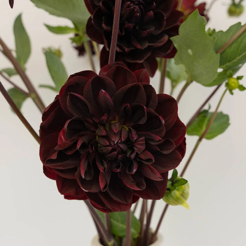 Dahlia Burgundy Black Flower Close Up - Image