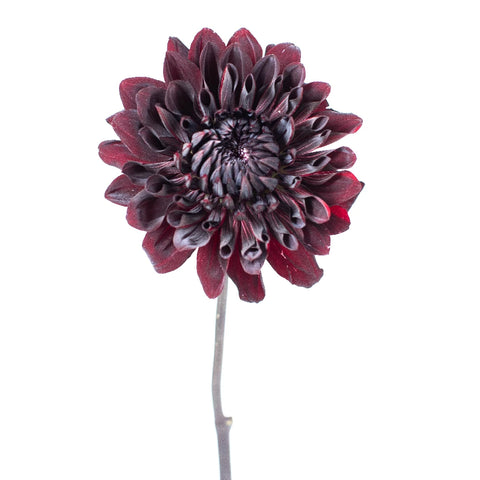 Dahlia Burgundy Black Flower Stem - Image