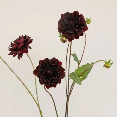 Dahlia Burgundy Black Flower Stem - Image