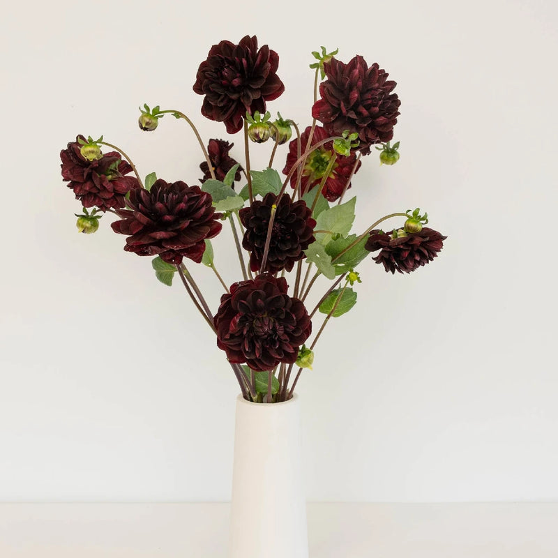 Dahlia Burgundy Black Flower Vase - Image