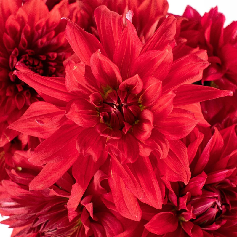 Dahlia Flower Deep Red Close Up - Image