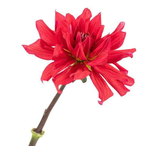 Dahlia Flower Deep Red Stem - Image