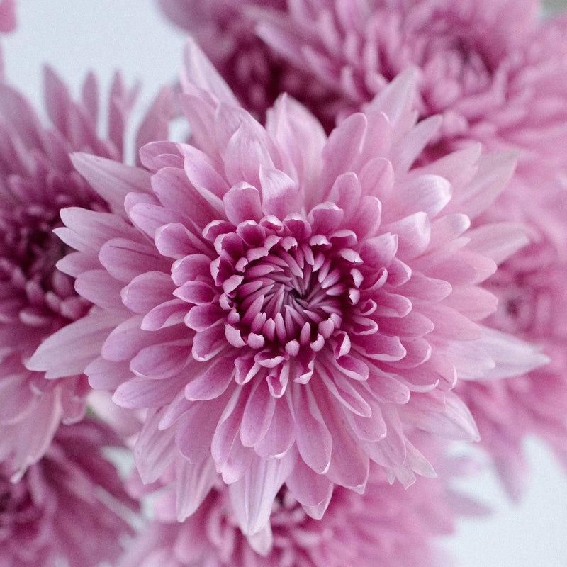 Dahlia Style Cremon Pink Lavender Close Up - Image