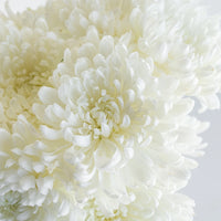 Dahlia Style Cremon Snowflake Close Up - Image