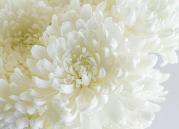 Dahlia Style Cremon Snowflake Close Up - Image