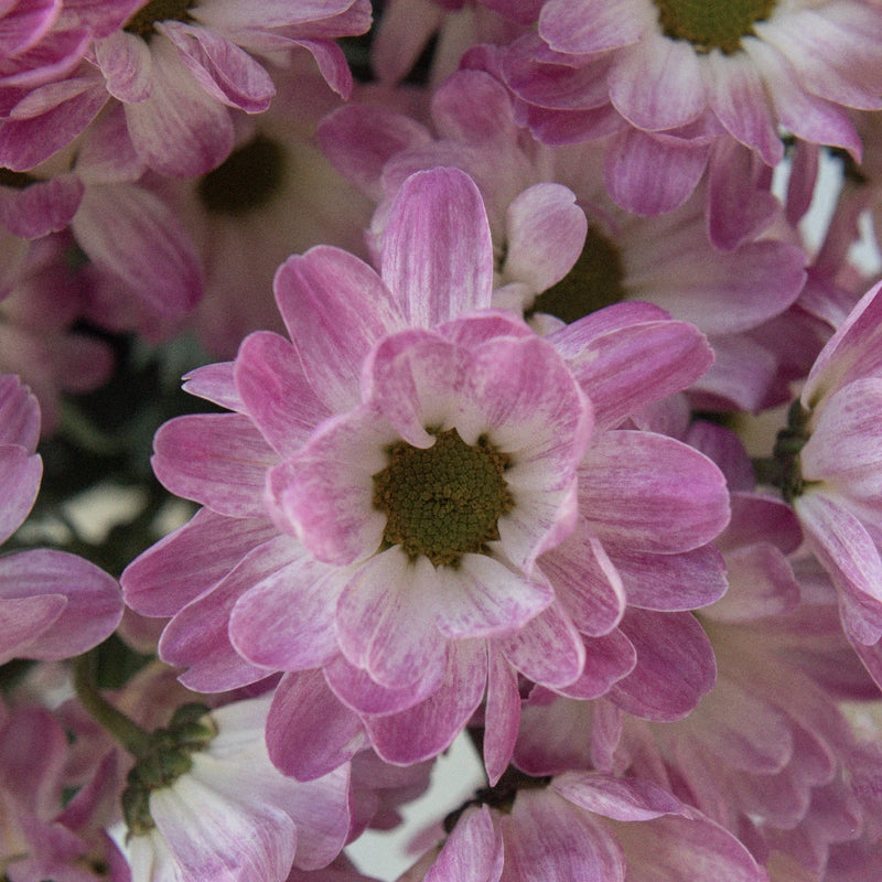 Daisy Airbrush Close Up - Image