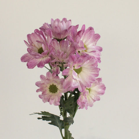 Daisy Airbrush Stem - Image