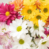 Daisy Assorted Colors Flower Close Up - Image