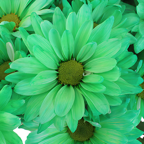 Mint Green Daisy Flower Tinted
