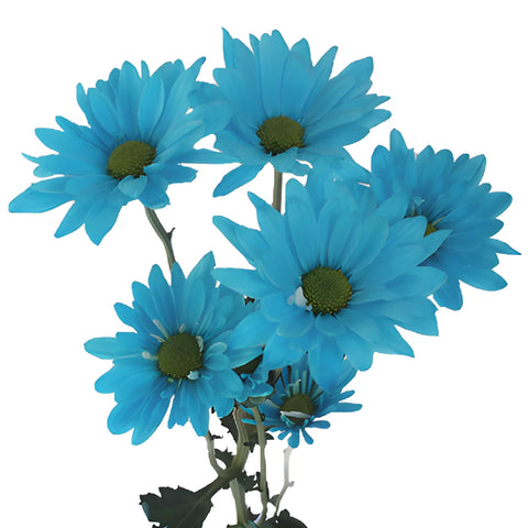 Tinted Blue Daisy Flower