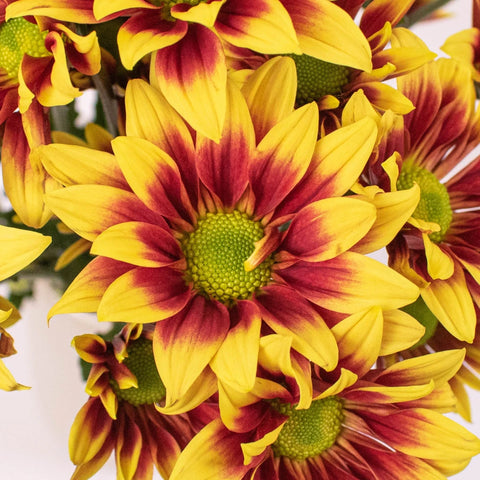 Bicolor Bronze Yellow Daisy Flower Up Close