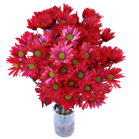Red Bulk Tinted Daisy Flower