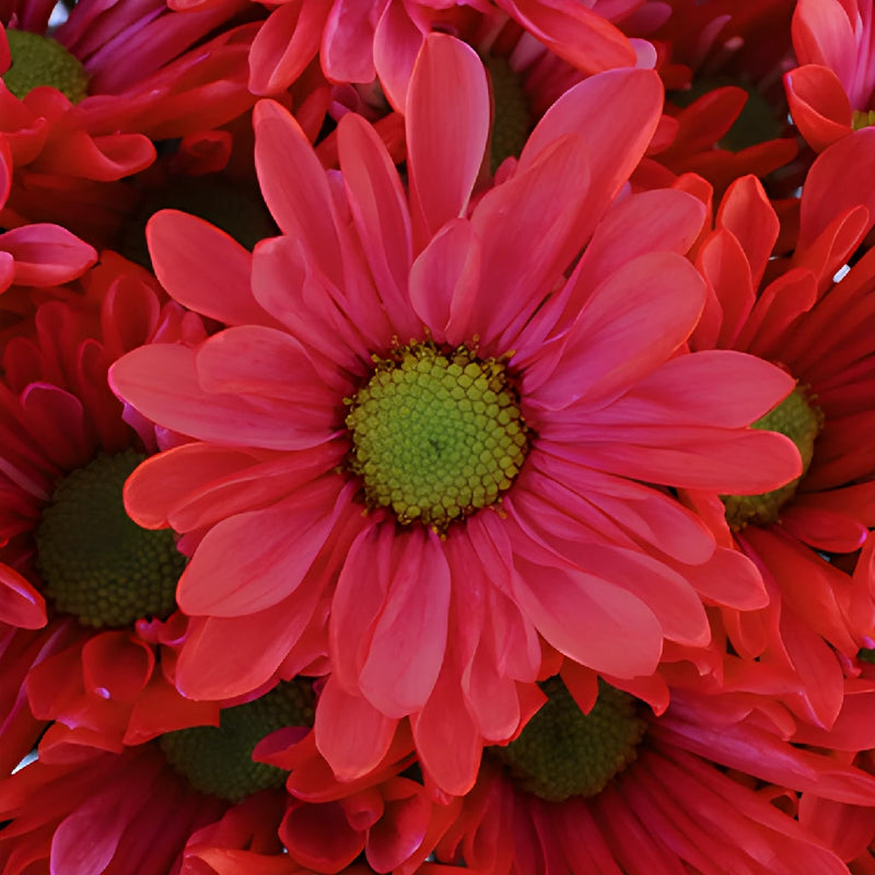 Red Bulk Tinted Daisy Flower