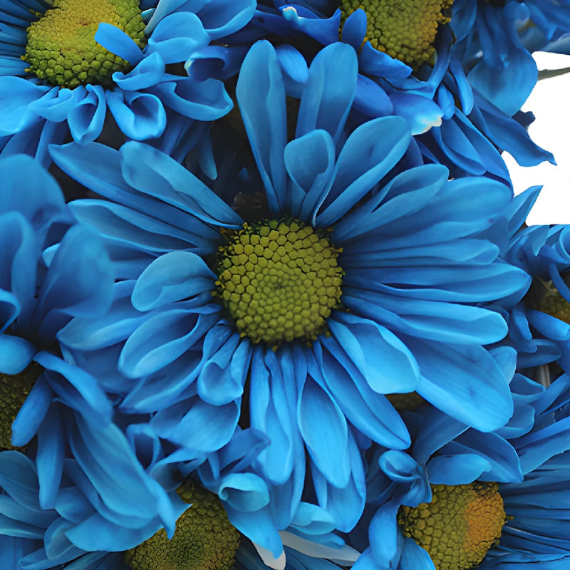 Blue Bulk Daisy Tinted Flower