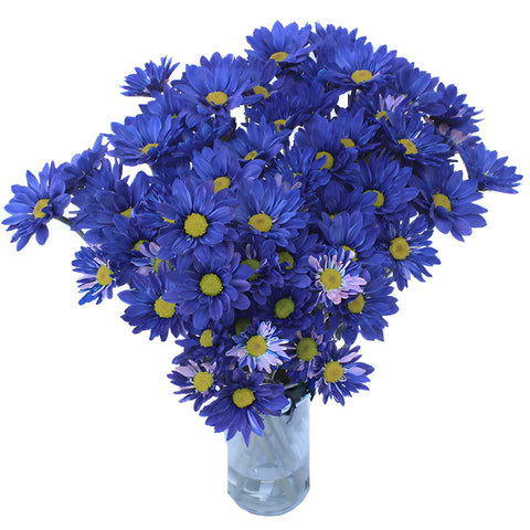 Fresh Cut Blue Daisy Flower Tinted