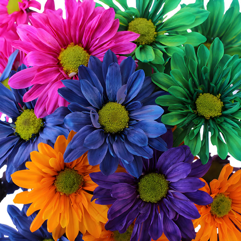 Farm Mix Tinted Daisy Flower