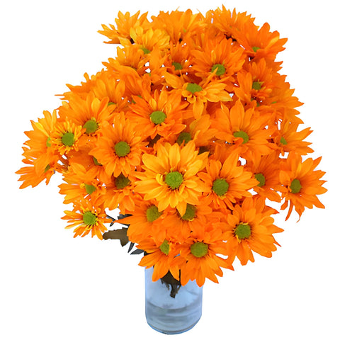 Orange Bulk Daisy Tinted Flower