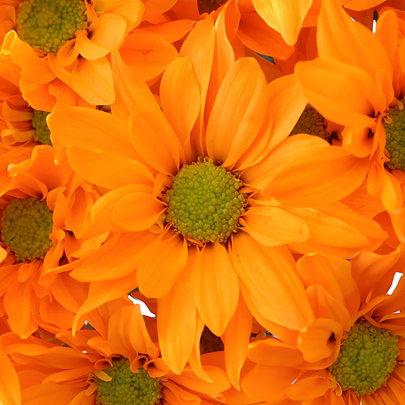 Orange Bulk Daisy Tinted Flower