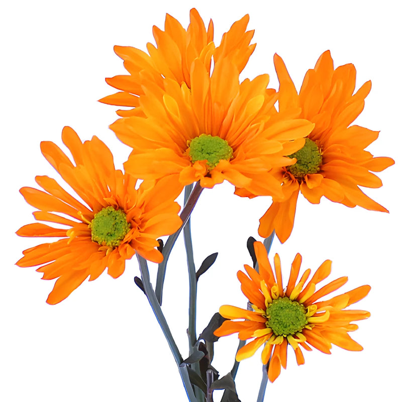 Orange Bulk Daisy Tinted Flower