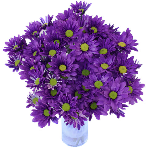 Purple Daisy Flower Tinted