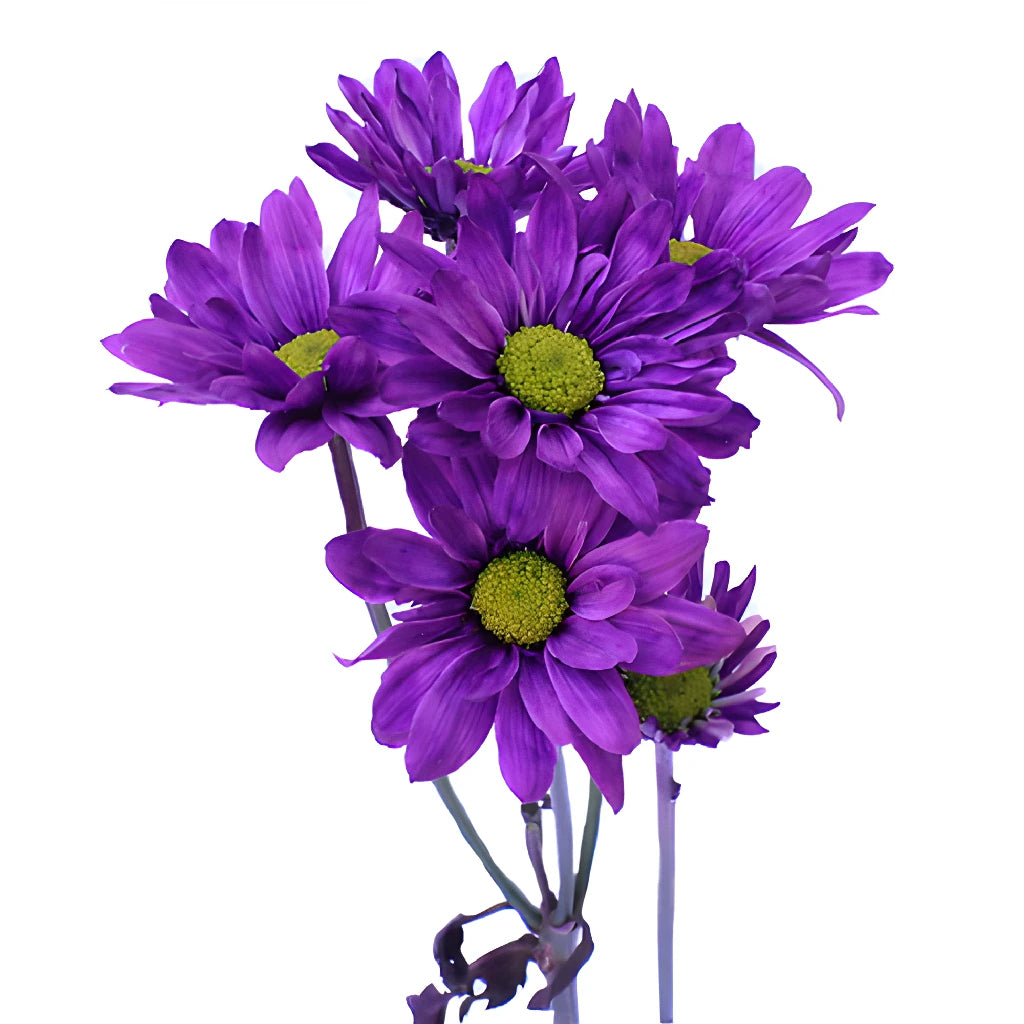 purple lavender daisy flower Buy Wholesale Purple Daisy Flower Tinted in Bulk